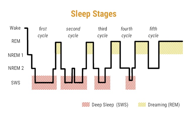 Sleep cycle chart 